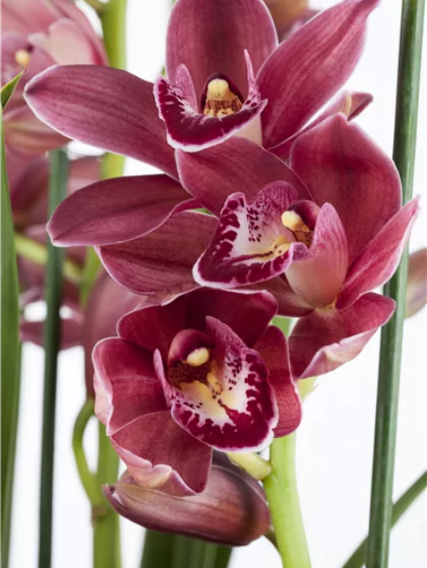 Cymbidium-Tineke-1200x630-proportionalbiggest