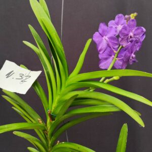 D3-Vanda gigante con keiki-pianta N.32