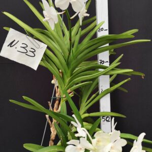 D3-Vanda gigante con keiki-pianta N.33