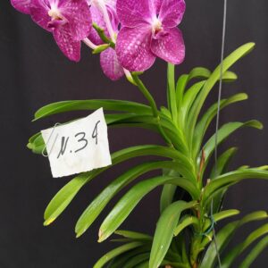 D3-Vanda gigante con keiki-pianta N.34