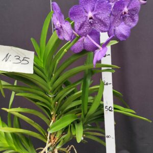 D3-Vanda gigante con keiki-pianta N.35