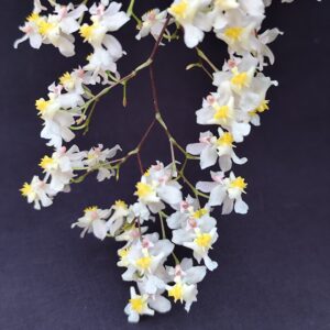D9-Oncidium “Twinkle rosa “-con fiori-vaso 12 cm.-Profumato!!!!!!!
