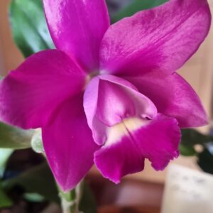 D9-Cattleya “Viola a fiore medio”-con e senza fiori-vaso 12 cm.