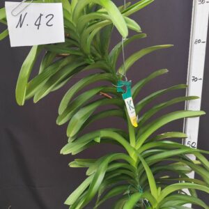 D3-Vanda gigante -pianta N.42