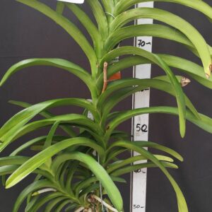 D3-Vanda gigante -pianta N.43