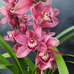 D11-Cymbidium Midi”Red Beauty x Roy”-taglia XL-vaso 14 cm-senza fiori