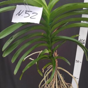 D3-Vanda gigante senza keiki -pianta N.52