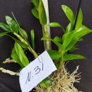 Dendrobium Nobile- Varieta’ esclusive ” violaluca orchidee”-pianta n.31