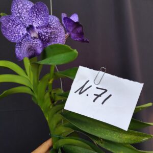 D10-Vanda gigante con keiki -pianta N.71 – 1 fiore solo !!!