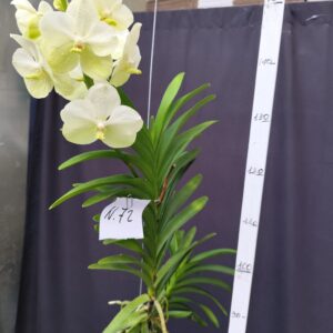 D10-Vanda gigante con keiki -pianta N.72 – 1 ramo
