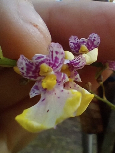 Screenshot_2025-10-31-11-07-18-519_com.whatsapp.w4b