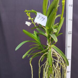 D10-Vanda gigante con keiki -pianta N.77 – 2 rami