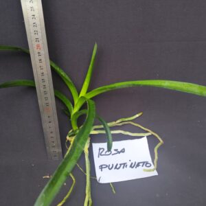 D3-Keiki di vanda-taglia media-possibilita’ di scegliere il colore