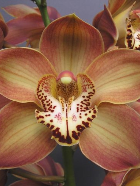 24d43c097b9d37fe601d86fbfd3c3c5c (1)