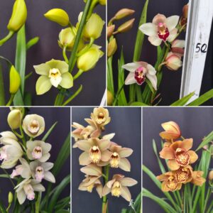 D12-Cymbidium nel vaso 12 cm.-Possibilita’ di scegliere il colore e il numero dei rami