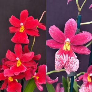 D12-Cambria Nelly Isler a due rami-vaso 12 cm.-due colori disponibili-PROFUMATE !!!!!