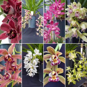D13-Cymbidium mini a cascata-piante con 3/5 rami-vaso 14 cm.