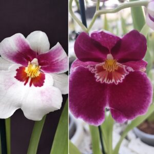 D12-Miltoniopsis vaso 12 cm-due colori