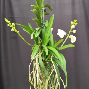 D10-Vanda gigante con keiki -pianta N.85 – 2 rami