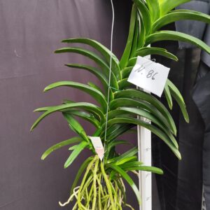 D10-Vanda gigante con keiki -pianta N.86 – senza fiori