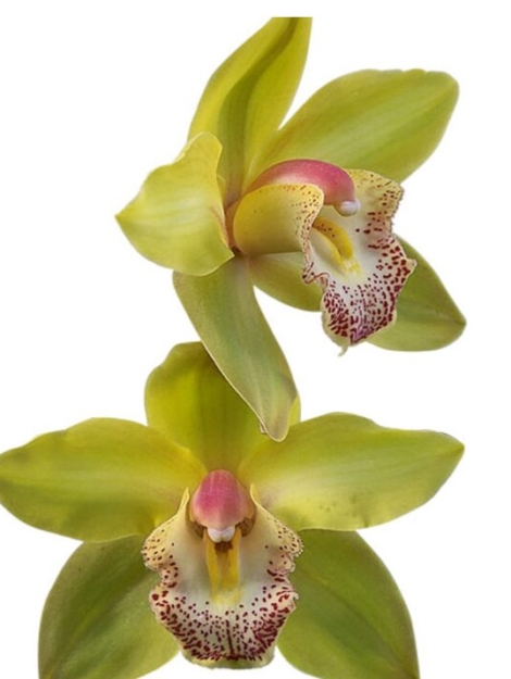 Screenshot 2025-11-26 204852