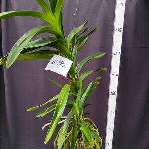 D10-Vanda gigante -pianta N.90 -2 rami