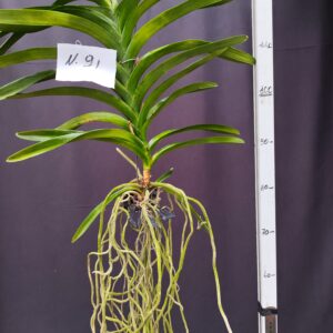 D10-Vanda gigante -pianta N.91 – 1 ramo