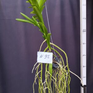 D10-Vanda gigante -pianta N.92 – senza fiori