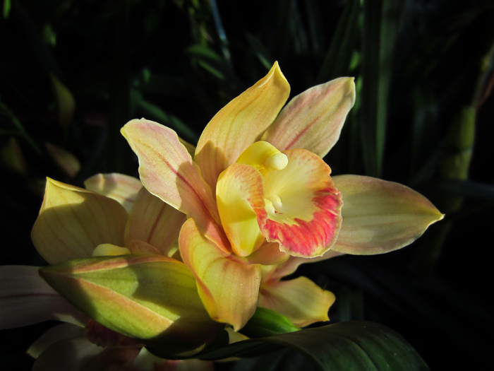 2011-0716-ORK-ELPH_045_SZ700