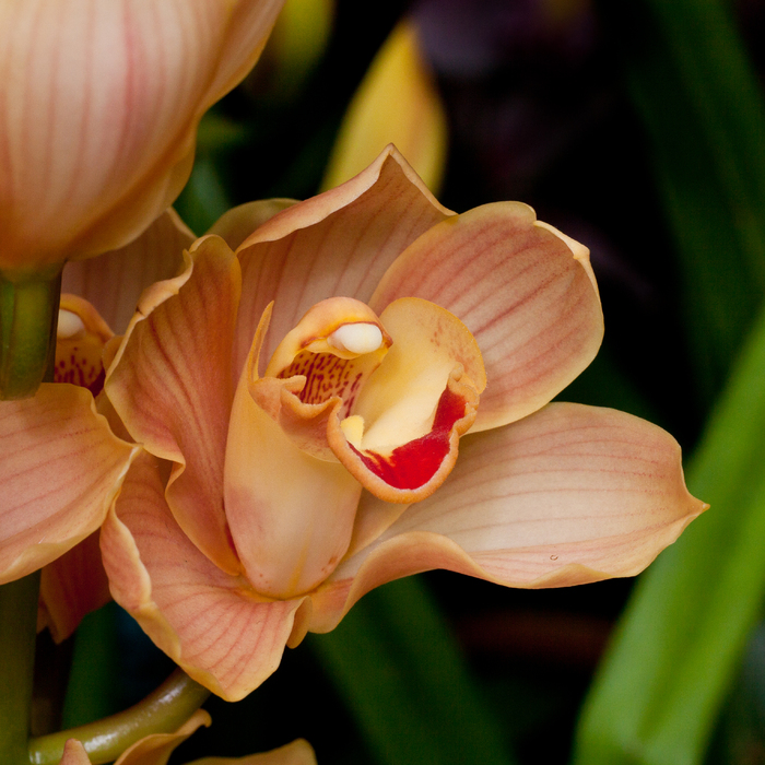 2011-0716-ORK_096_SZ700