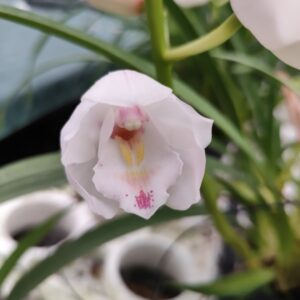 D2-Cymbidium Mix-pianta n.2-Midi Bianco-vaso 14 cm.-4 rami