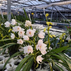 D2-Cymbidium Mix-pianta n.2-Standard piccolo bianco-vaso 14 cm.-4 rami