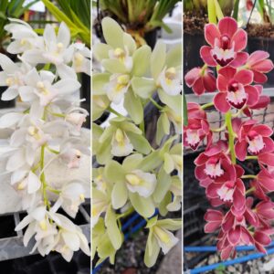 E1-Cymbidium Mini a cascata-da 1 a 4 rami
