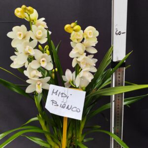 E1-Cymbidium midi bianco -vaso 14 cm- 3 rami