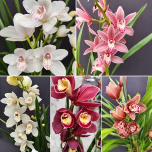 E1-Cymbidium mix -vaso 14 cm- 2 e 3 rami