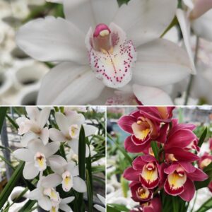 E1-Cymbidium mix -vaso 14 cm- da 1 a 3 rami- tre varieta’ disponibili