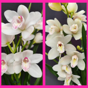E1-Cymbidium mix -vaso 14 cm- 3 rami