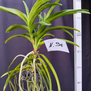 D10-Vanda media -pianta N.94 – senza fiori