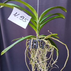 D10-Vanda media -pianta N.95 – senza fiori