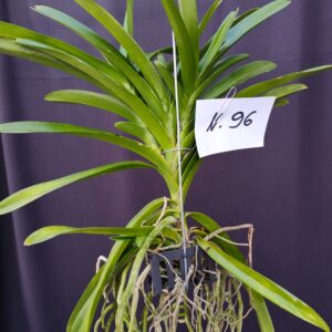 D10-Vanda media -pianta N.96 – senza fiori