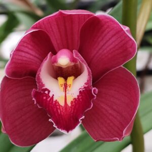 D1MIX-Pianta n.13-Standard rosso/viola scuro-2 rami-vaso 14 cm.