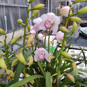 D6-Cymbidium Standard-vaso 14 cm.-PIANTA N.7- 7,5 rami !!!!!!!!