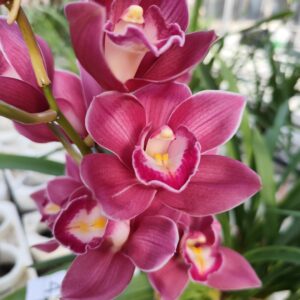 D1-Cymbidium Standard viola/rosso-vaso 14 cm.-da 1 a 6 rami