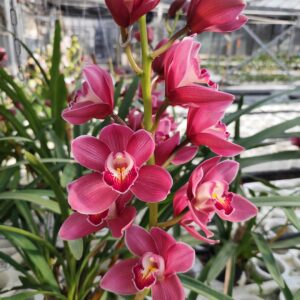D1-Cymbidium Standard viola/rosso-ramo reciso
