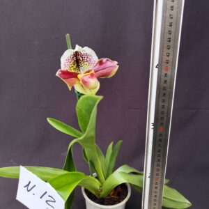 Paphiopedilum-pianta n. 12