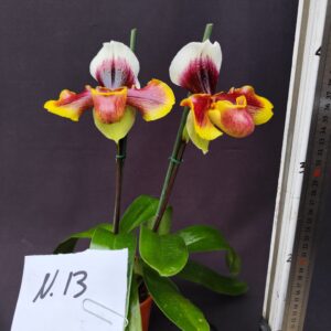 Paphiopedilum-pianta n. 13