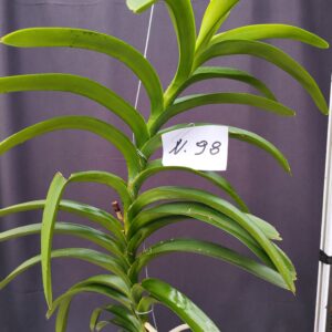 D10-Vanda gigante -pianta N.98 – senza fiori