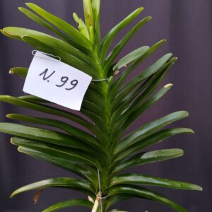D10-Vanda gigante -pianta N.99 – senza fiori