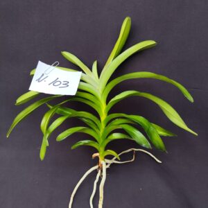 D10-Vanda piccola -pianta N.103 – senza fiori