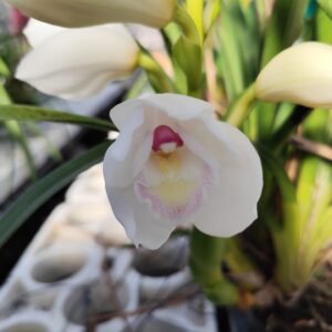 D6-Cymbidium standard bianco-vaso 14 cm.-PIANTA N.9- 1 ramo